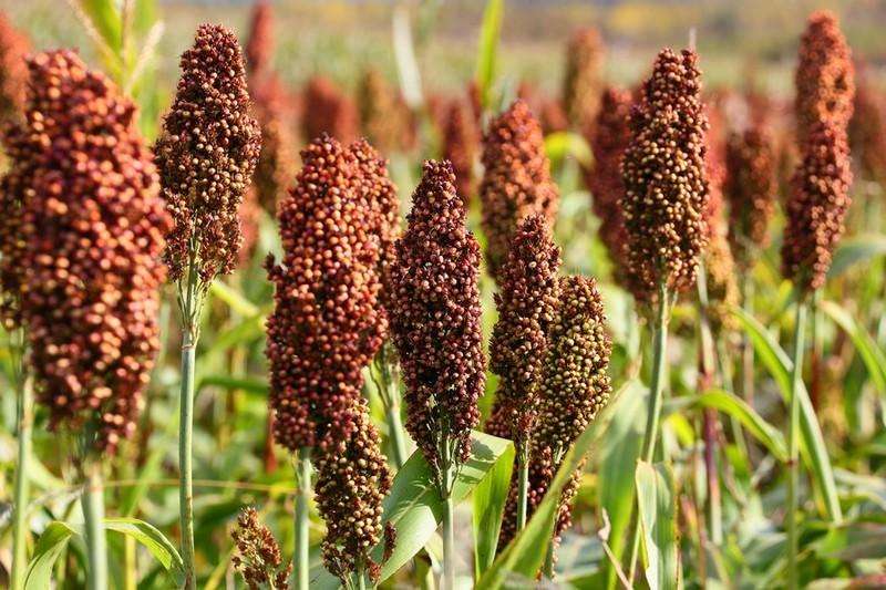 為什么高粱在釀酒原料中無可替代？ | 窖主說